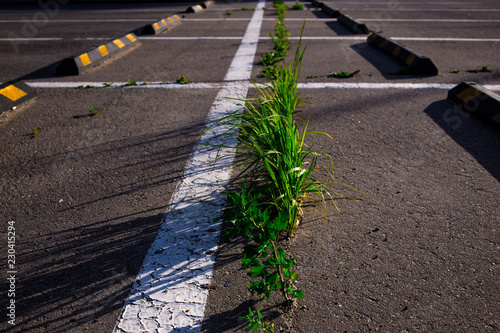 grass growing through the asphalt in the Parking lot in summer