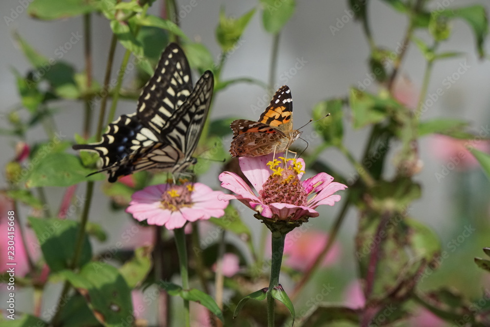 Fototapeta premium アゲハとヒメアカタテハ