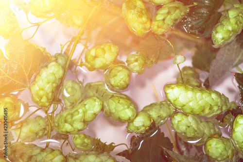 Green fresh hop cones in water for making beer