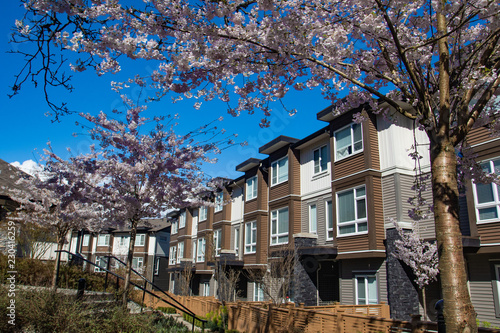 New modern low rise appartament complex on a sunny spring day with blooming sakura trees.