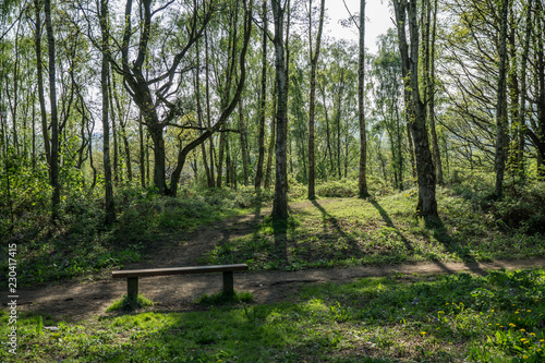 Bench in Forest Setting