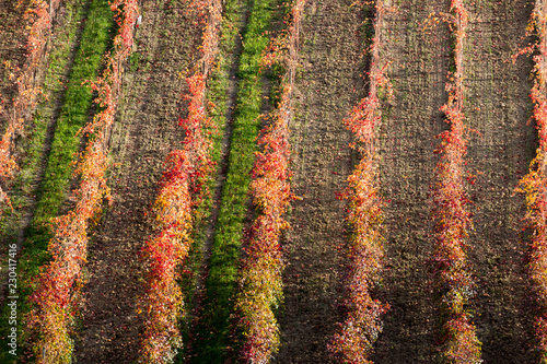 vineyards in aurtunno hills of lambrusca castelvetro di modena photo