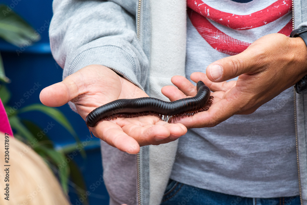 Fototapeta premium Giant African millipede (Archispirostreptus gigas) on hand