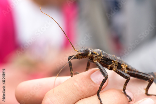 Thorny devil stick insect or giant spiny stick insect (Eurycantha calcarata) on hand