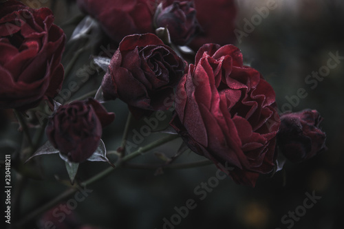 Dark red roses