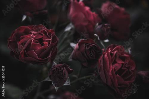 Fototapeta Naklejka Na Ścianę i Meble -  Dark red roses