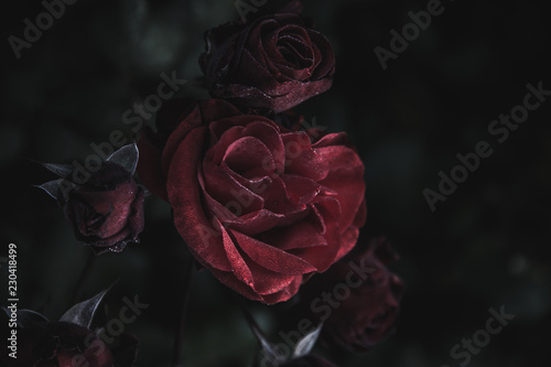 Dark red rose