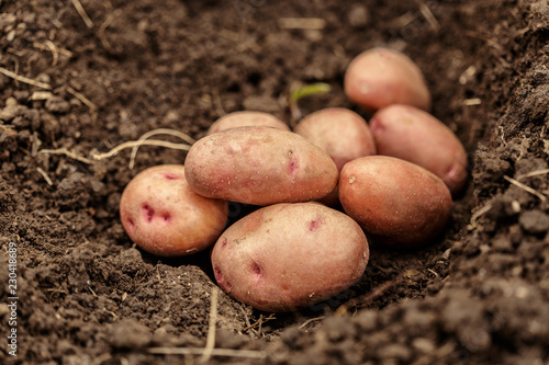 potato field vegetable with tubers in soil dirt surface background
