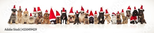 large group of christmas pets with santa hats