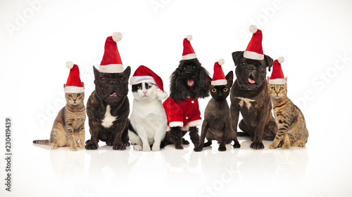 Canvas Print cute team of seven santa pets of different breeds sitting