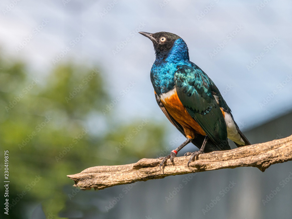 Close up of Superb Starling (Lamprotornis superbus) Close up of Superb Starling (Lamprotornis superbus)