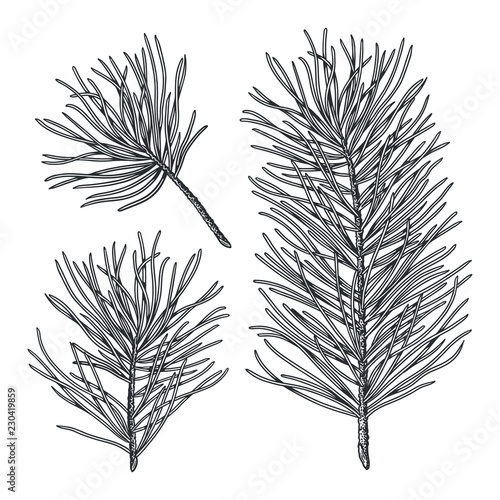 Set of cedar hand drawn branches, engraved botanical decor. Vector fir tree sketch isolated on white background