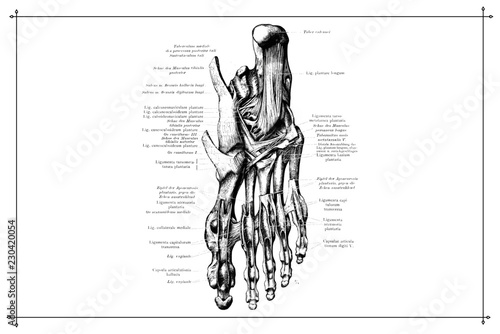 Human Foot Feet Skeleton Bone Anatomy Black and White Vector Illustration 