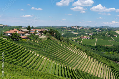Vineyards near Barbaresco, Cuneo, in Langhe