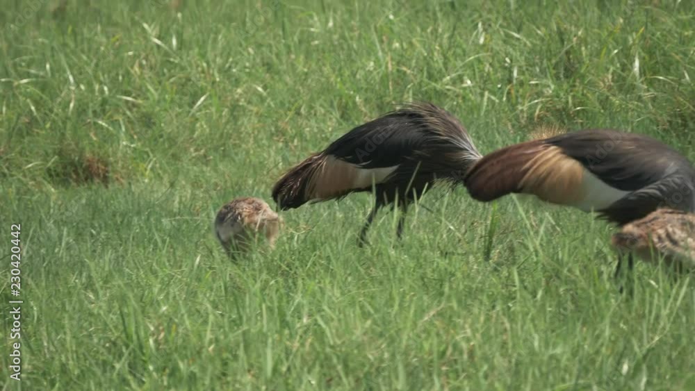 4K 60p clip of crowned crane adults and chicks feeding at arusha national park in tanzania 4K 60p clip of crowned crane adults and chicks feeding at arusha national park in tanzania