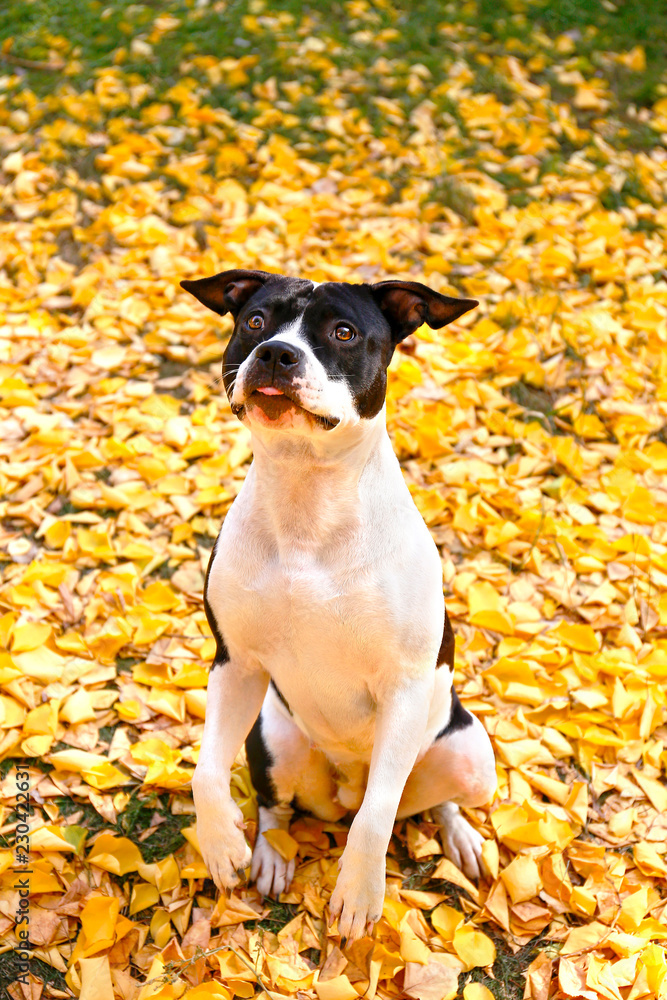 Happy black and white american staff terrier on a walk in the park on nice warm autumn day. Young dog with masculine look outdoors, many fallen yellow leaves on ground. Copy space, background.