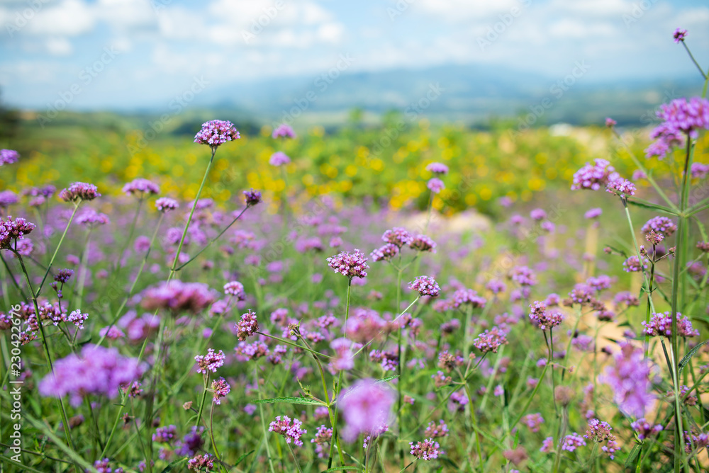 Purple and yellow flowers field, Mountain views and bright sky.