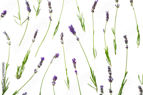 Lavender flowers on white background © NewFabrika