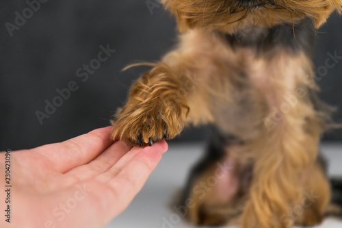 Dog yorkshire terrier gives paw/ waving paw goodbye