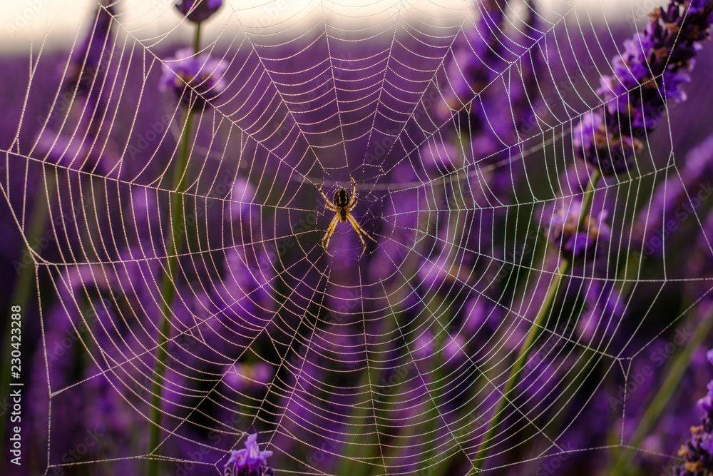 Toile d'araignée dans le champ de lavande, brouillard de matin, la rosée.