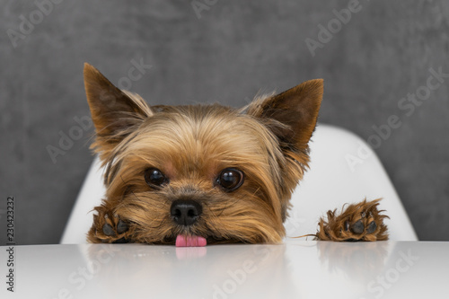 Dog yorkshire terrier sitting at the table