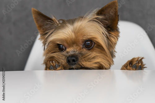 Dog yorkshire terrier sitting at the table