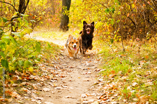 Canvas Print Pembroke welsh corgi on a walk in the park on nice warm autumn day