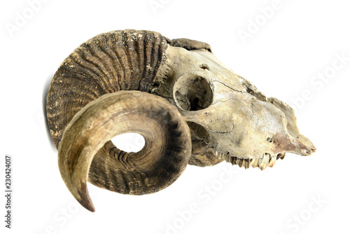 goat skull with horns and teeth on white isolated background.