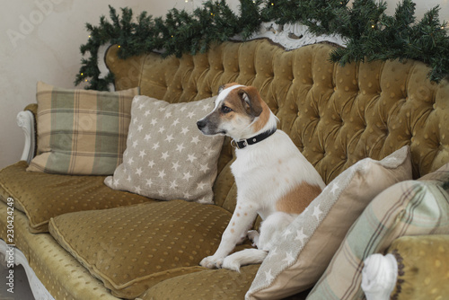 Beautiful puppy posing near a Christmas tree, holiday concept