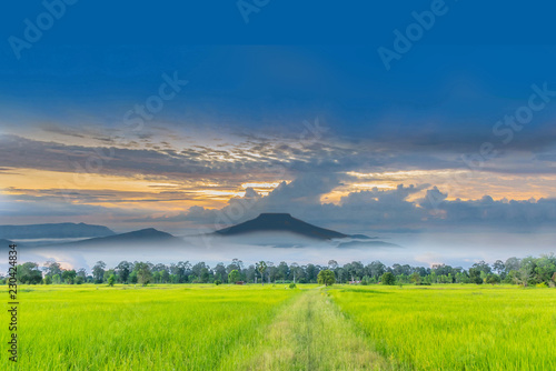 Soft blurred and soft focus silhouette of the sunrise with the green paddy rice field  the beautiful sky and cloud in Thailand.