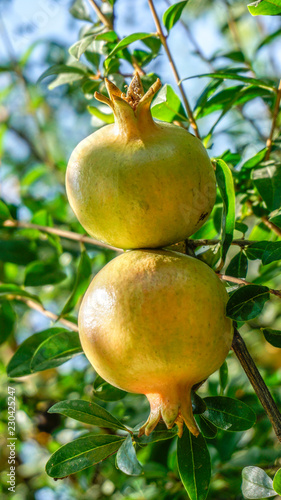 Pomegranate Fruit Tree closeup 3.