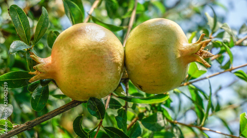 Pomegranate Fruit Tree closeup 4.