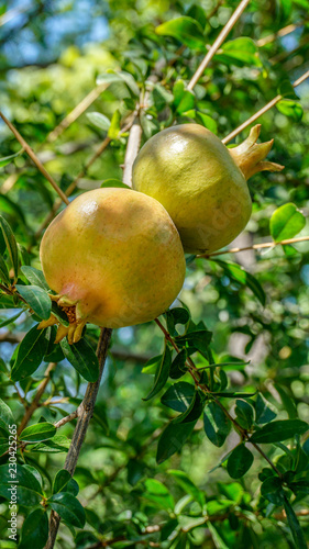 Pomegranate Fruit Tree closeup 5.