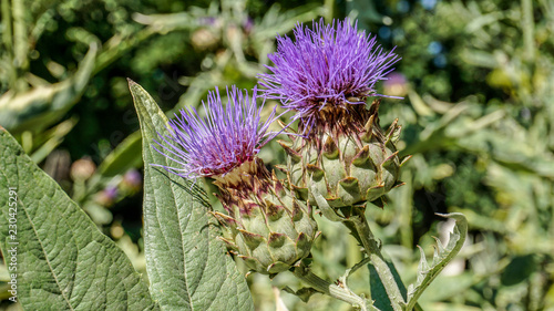 Thistle Flowers closeup 1.
