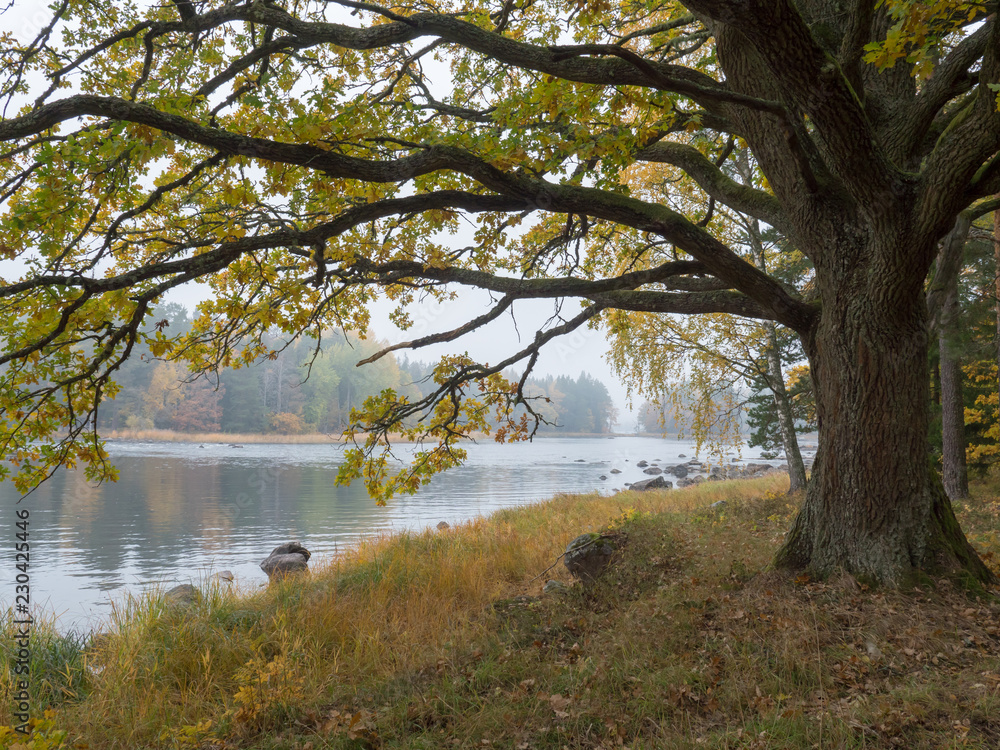 River landscape in autumn. Farnebofjarden national park in Sweden. River landscape in autumn. Farnebofjarden national park in Sweden.