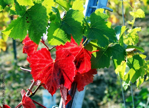 Herbst im Weinberg photo