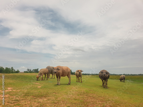 Buffalo calf and buffalo walking and eating in the green field.