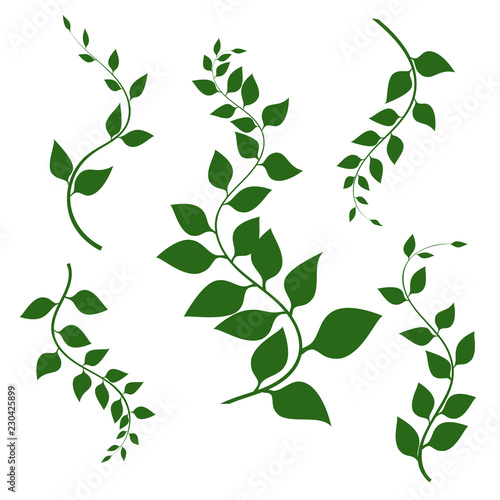 Vector green branches with green leaves and curls, isolated on white background. Vector illustration. Decorative branches. Lianas