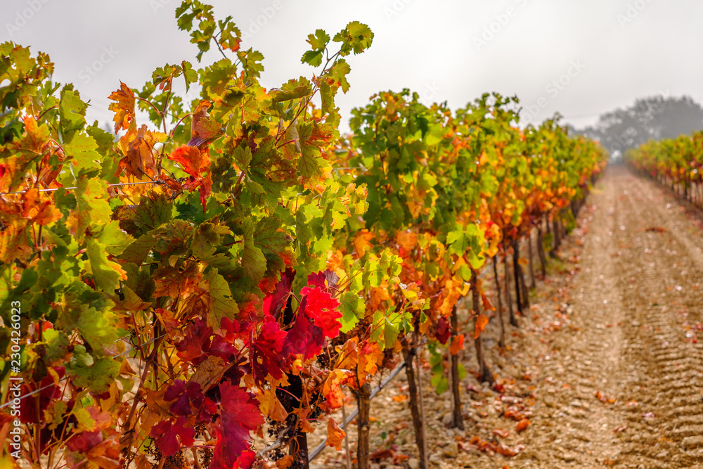 Les vignobles en automne, les feuilles vertes, jaunes, rouges. Lever de soleil, brume de matin. Provence, France. 