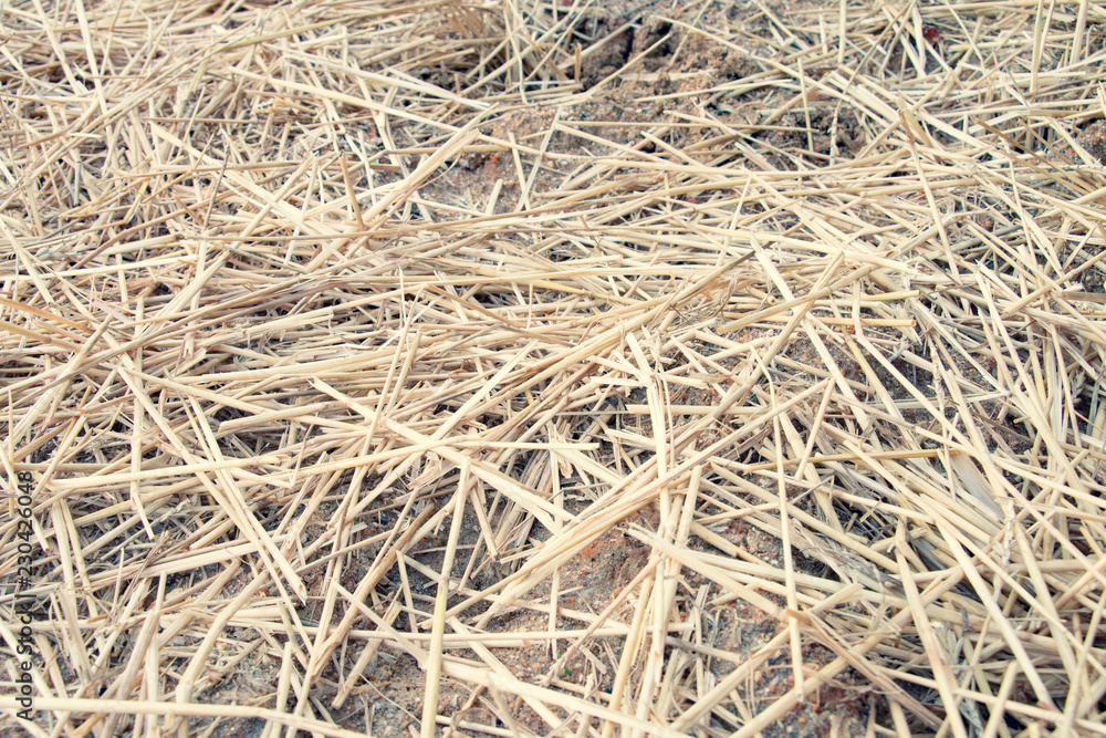 Straws of Hay Background Straws of Hay Background