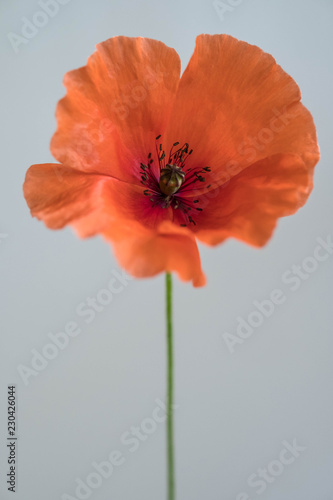 Single poppy on grey background.