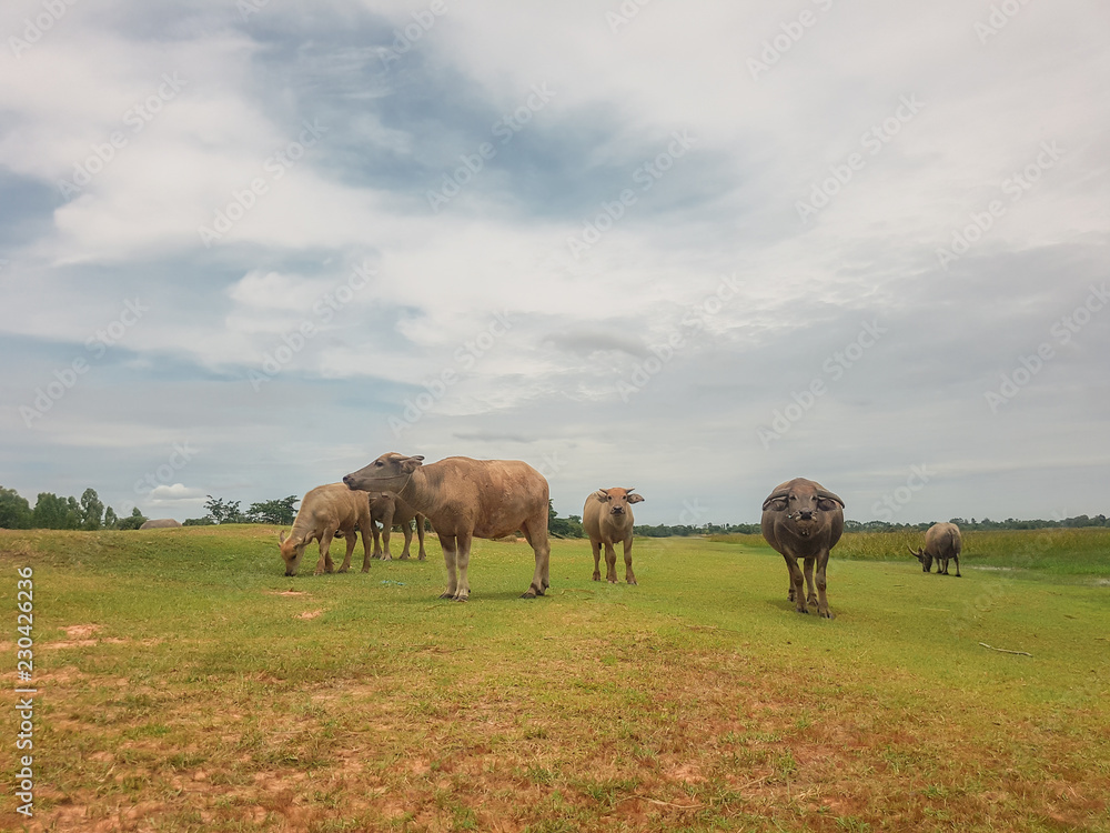 Buffalo walking and eating in the green field. Buffalo walking and eating in the green field.