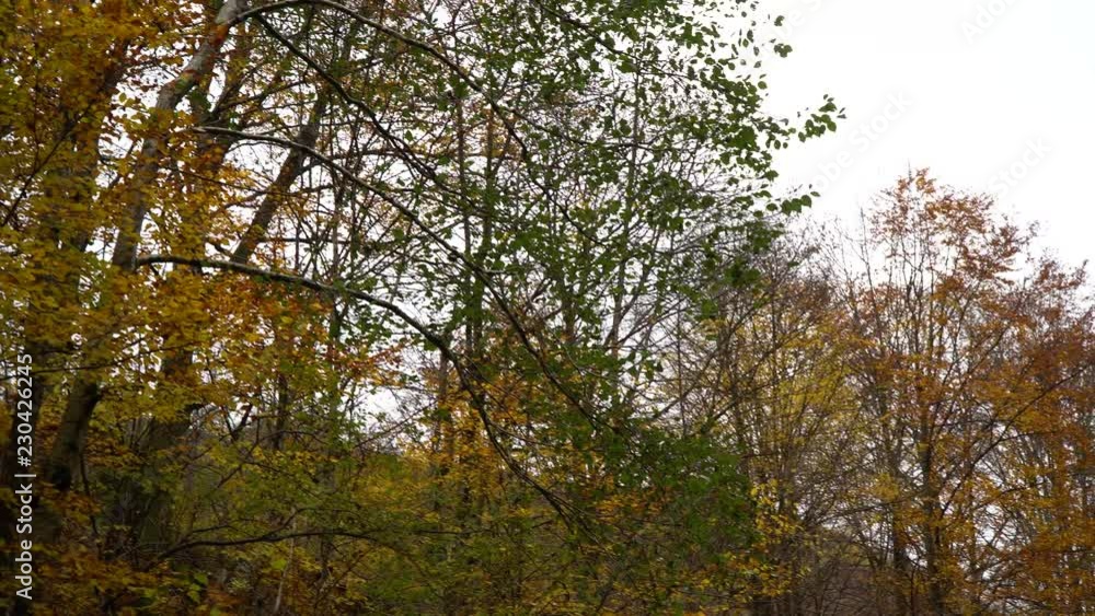 Autumn forest. Forest in the mountains. Autumn forest. Forest in the mountains.
