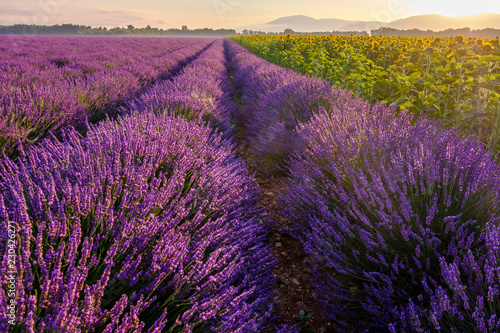 Champ de lavande et de tournesols en fleurs, lever de soleil. Plateau de Valensole, Provence, France. 