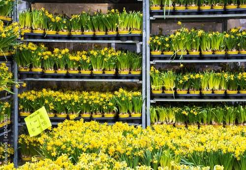 Yellow daffodils sold in the market in Oslo. Wholesale of flowers, Flower industry