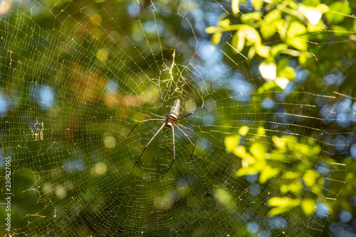Złoty pająk sieciowy (Nephila maculata) w sieci