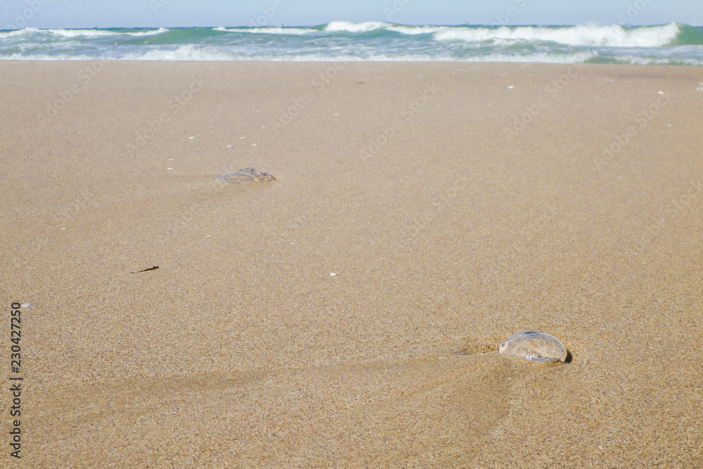 Jellyfish on the sand at the beach Jellyfish on the sand at the beach