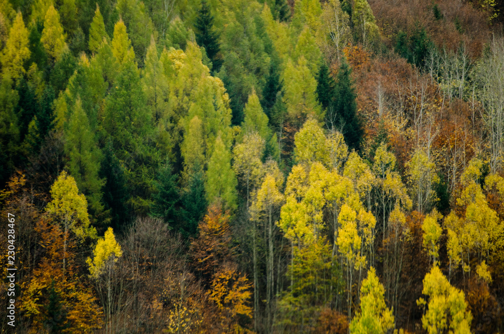 Autumn forest textures - in the Slovakian mountains