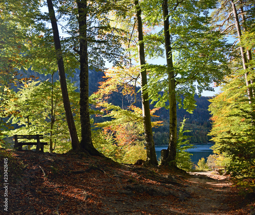 Path and bench in woods