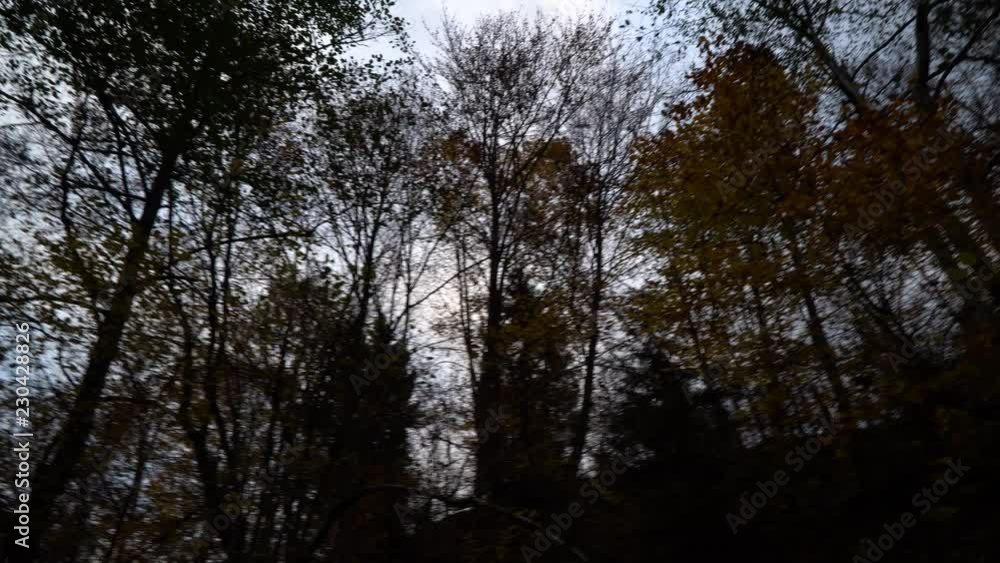 Autumn forest. Forest in the mountains. Autumn forest. Forest in the mountains.